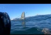 Trophy Spearfishing – Francisco Loffredi