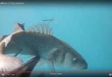 Gabriele Delbene: La lubina