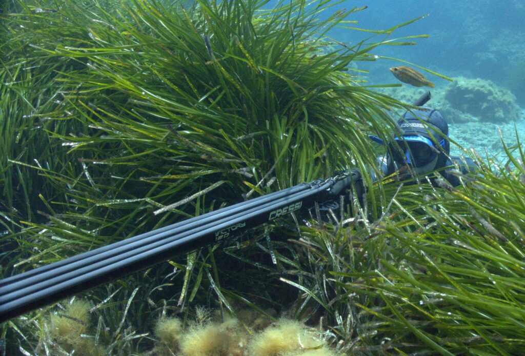 Muta Cressi Posidonia; vincitrice del Best Choice di Apnea Passion Magazine 2025, perfettamente mimetizzata nella... Posidonia!!!